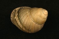 藏品(綠皮蝸牛)的圖片